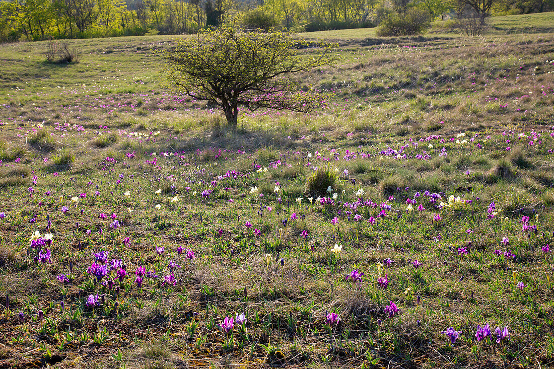 Europäische Zwergschwertlilie, Zwergiris, Iris pumila, gelbe und violette Blüten, Burgenland, Österreich