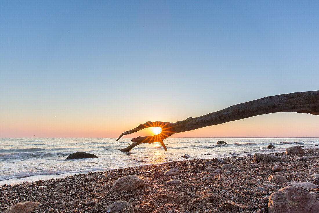  Dead tree at sunrise on the Brodtener Steilufer on the Baltic Sea, Schleswig-Holstein, Germany 