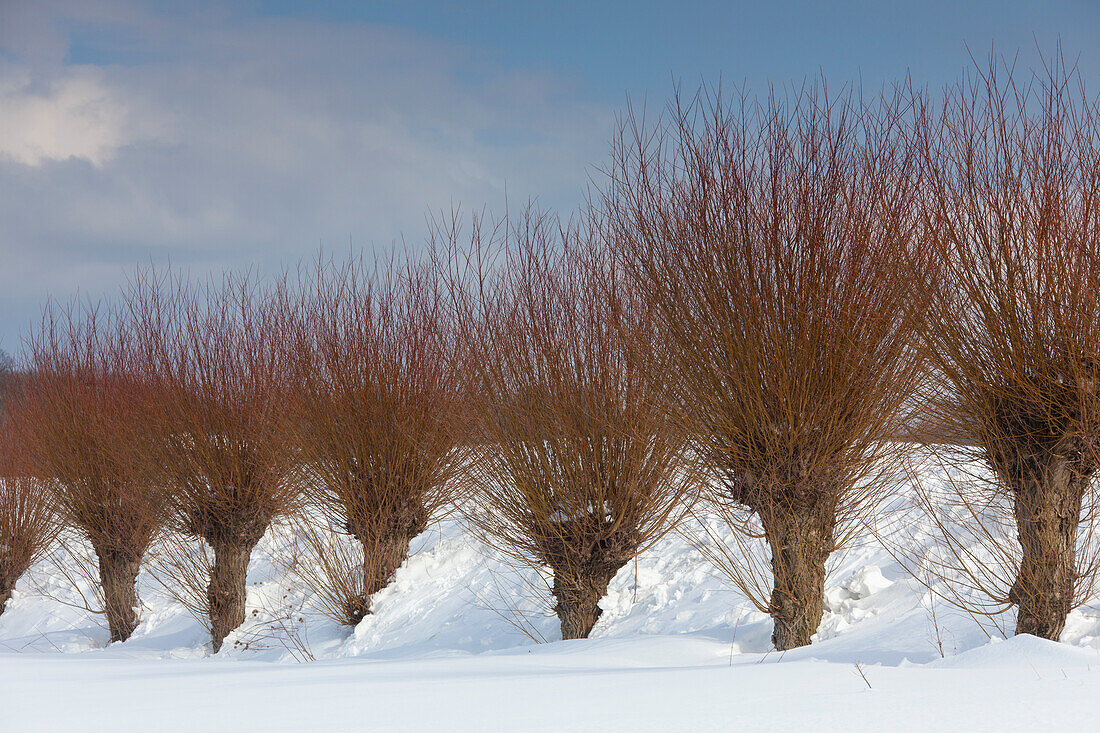  White willow, Salix alba, willow avenue in the snow, winter, Mecklenburg-Western Pomerania, Germany 