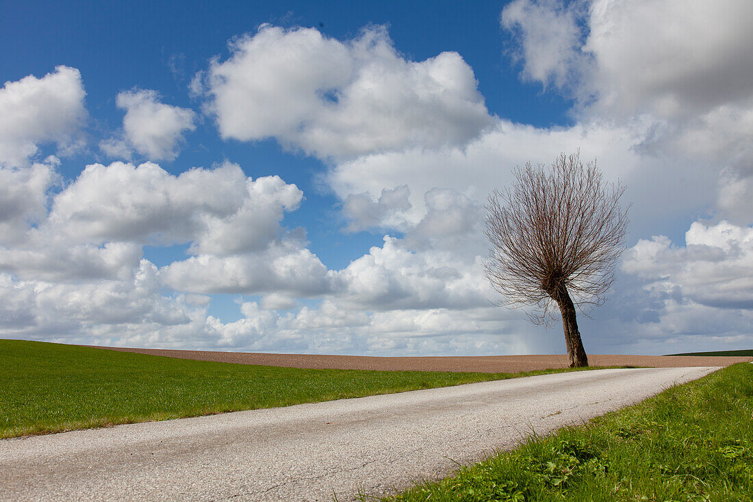 Silber-Weide, Salix alba, einzelner Baum am Weg, Skane, Schweden