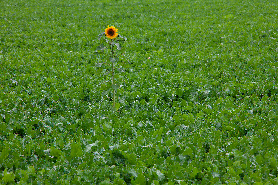  Sunflower, Helianthus annuus, flower, Schleswig-Holstein, Germany 