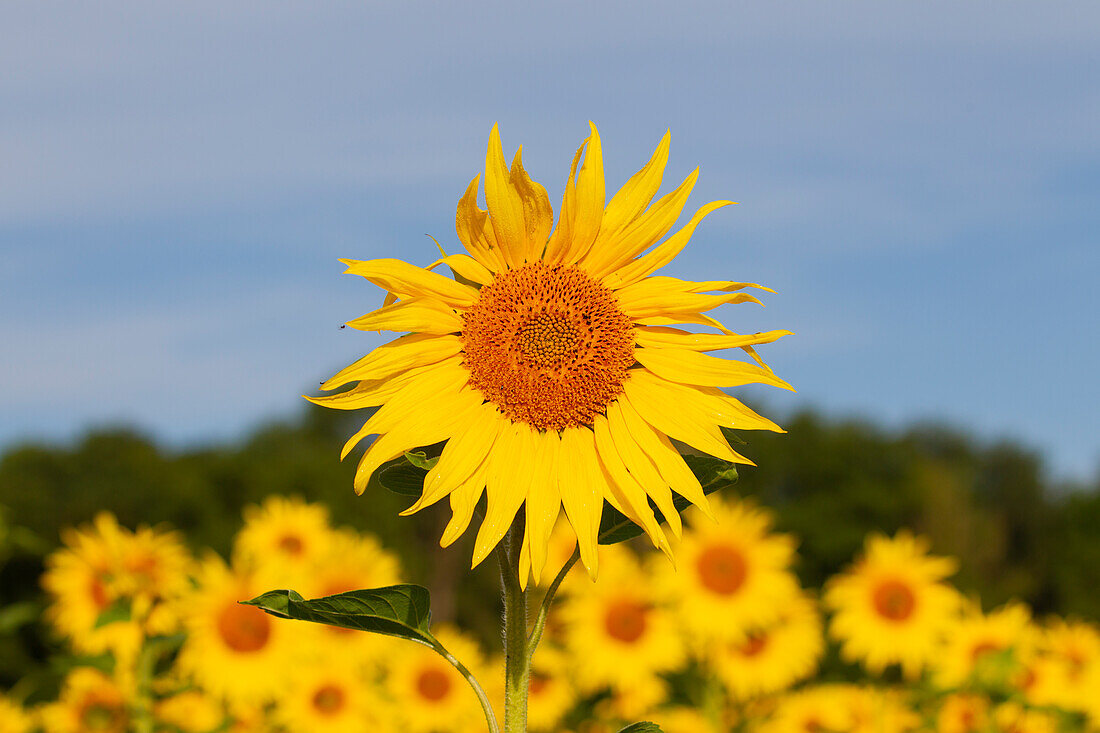  Sunflower, Helianthus annuus, flower, Schleswig-Holstein, Germany 