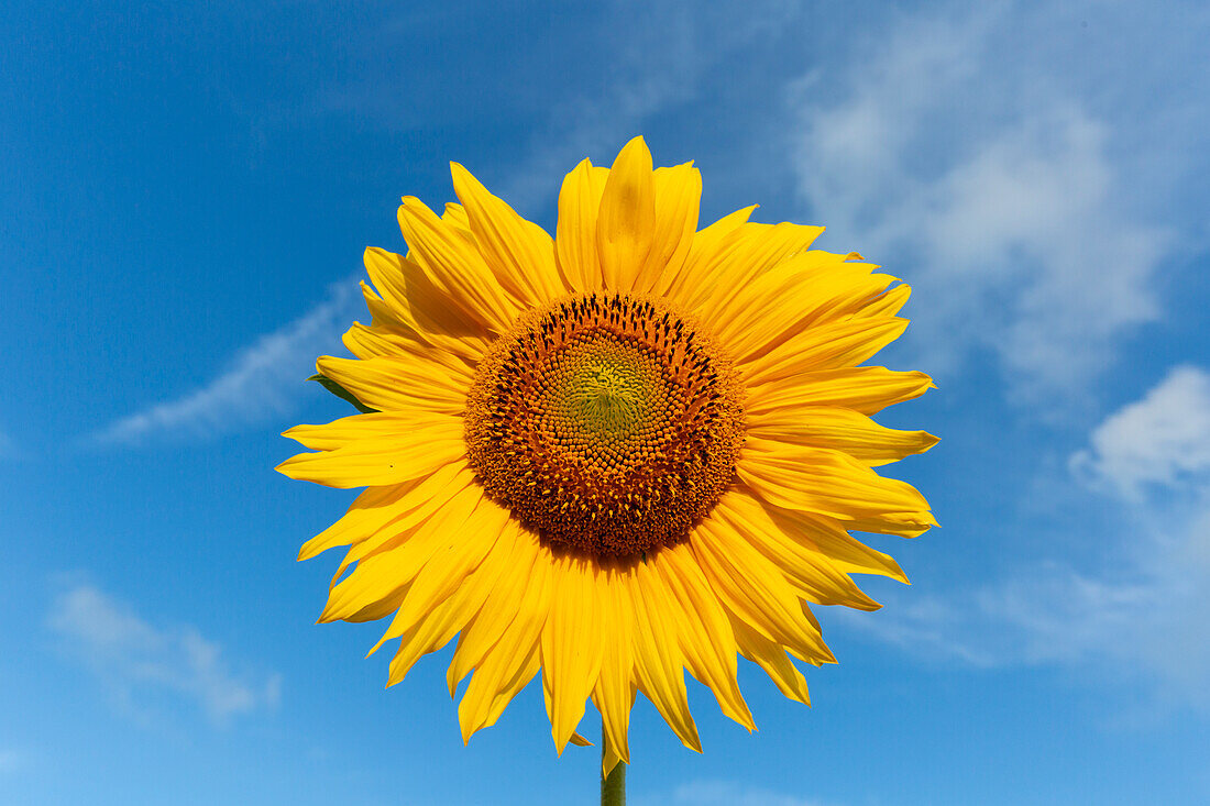  Sunflower, Helianthus annuus, flower, Schleswig-Holstein, Germany 