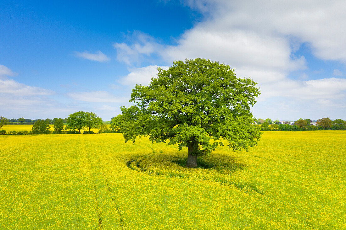  Pedunculate oak, Quercus robur, solitary oak in a rapeseed field, Schleswig-Holstein, Germany 