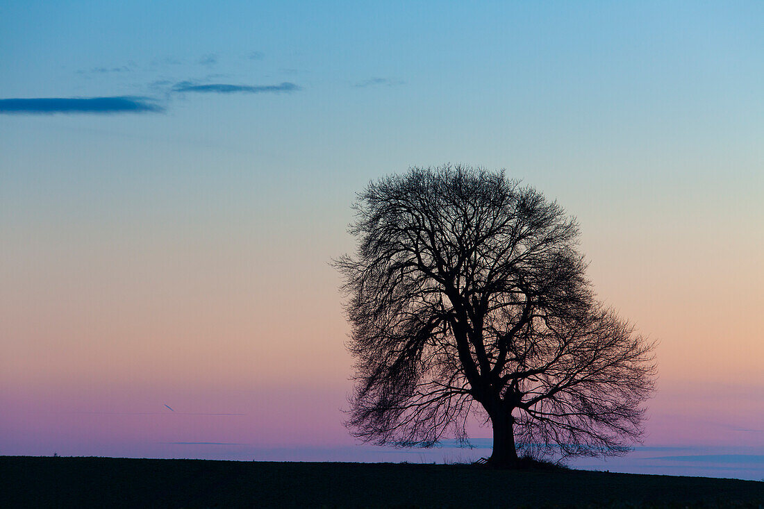  Pedunculate oak, Quercus robur, solitary oak at sunset, Mecklenburg-Western Pomerania, Germany 