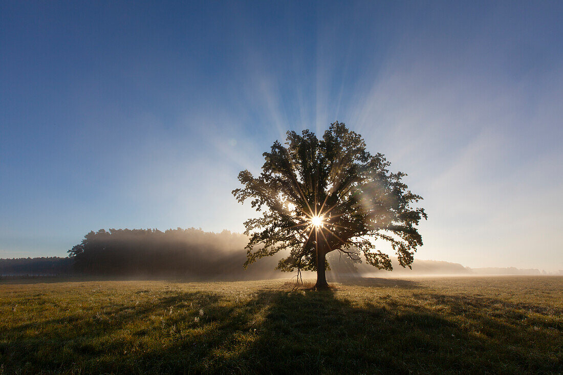  Pedunculate oak, Quercus robur, old tree with sun, autumn, Mueritz National Park, Mecklenburg-Vorpommern, Germany 