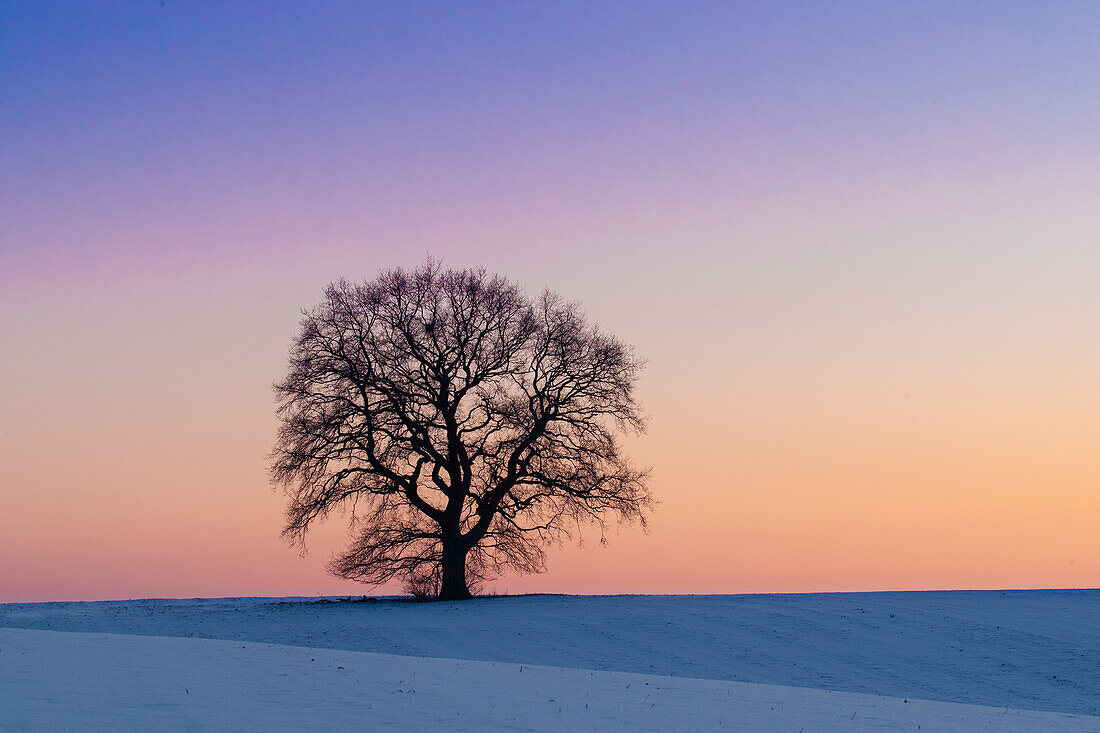 Stieleiche, Quercus robur, einzeln stehende Eiche im Sonnenuntergang, Mecklenburg-Vorpommern, Deutschland