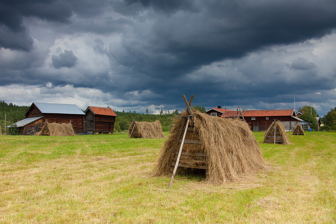  haystack, hay harvest, farm, agriculture, Jaemtland, Sweden 