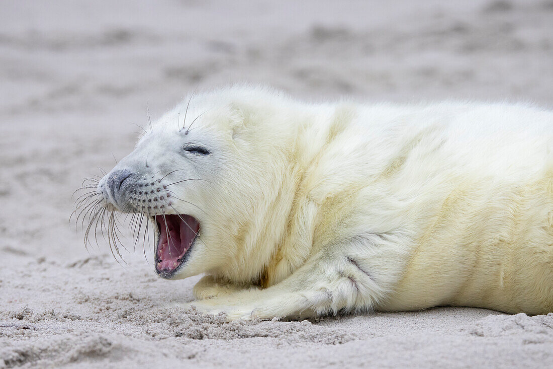  Grey seals, Halichoerus grypus, young seal yawning on the beach, Schleswig-Holstein, Germany 