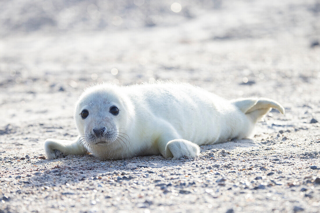 Kegelrobben, Halichoerus grypus, junge Robbe am Strand, Schleswig-Holstein, Deutschland