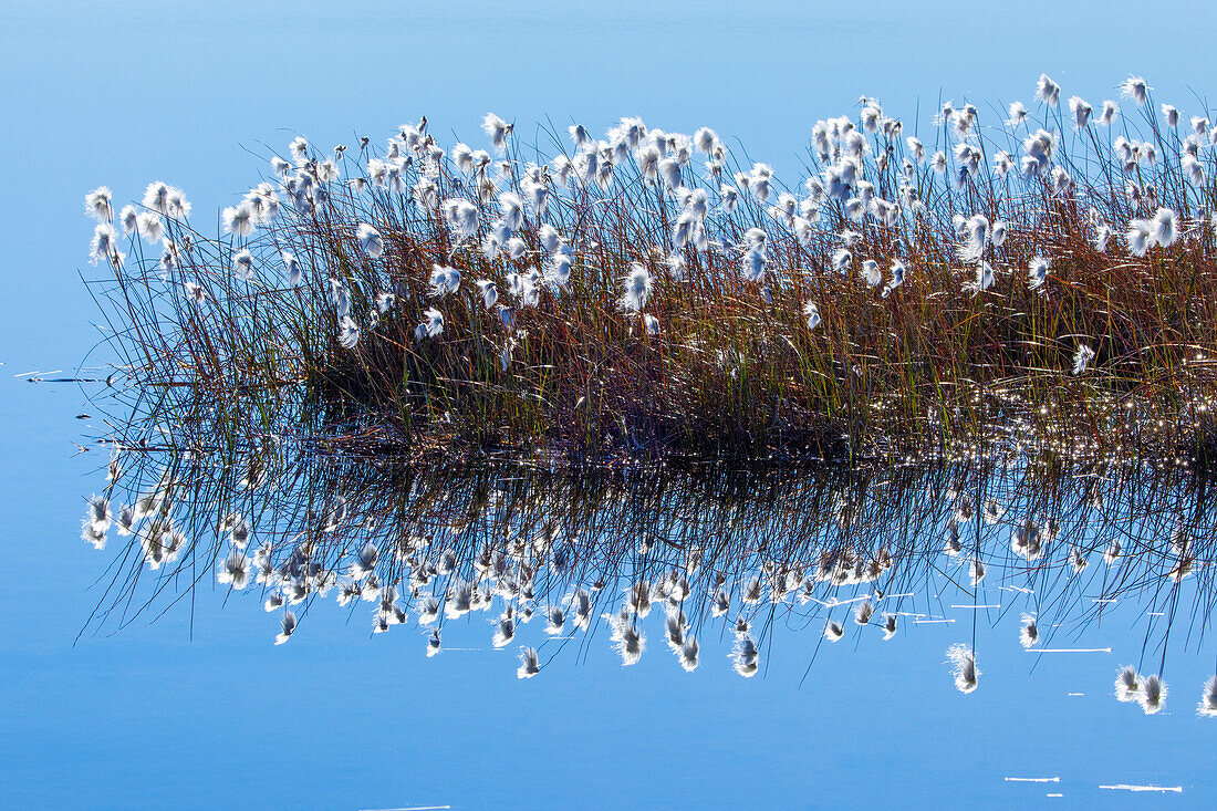  Scheuchzer&#39;s cottongrass, Eriophorum latifolium, in a swamp, Norway 