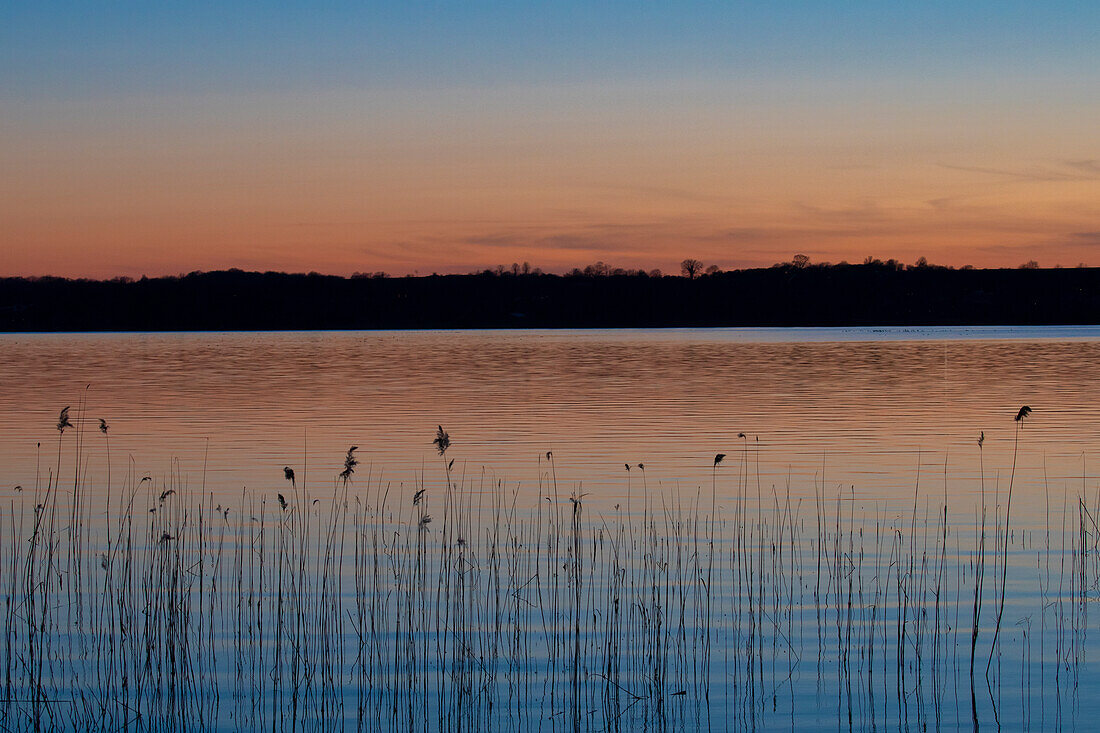  Common reed, Common reed, Phragmites communis, reed in the evening light, Schleswig-Holstein, Germany 