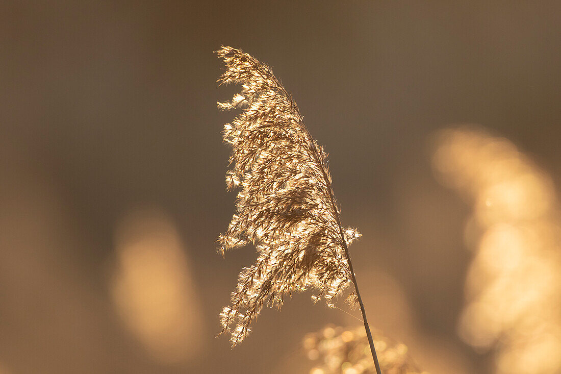  Common reed, Common reed, Phragmites communis, seed heads in backlight, Schleswig-Holstein, Germany 