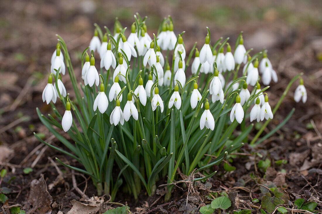  Small snowdrop, Galanthus nivalis, flowering group in the garden, Schleswig-Holstein, Germany 