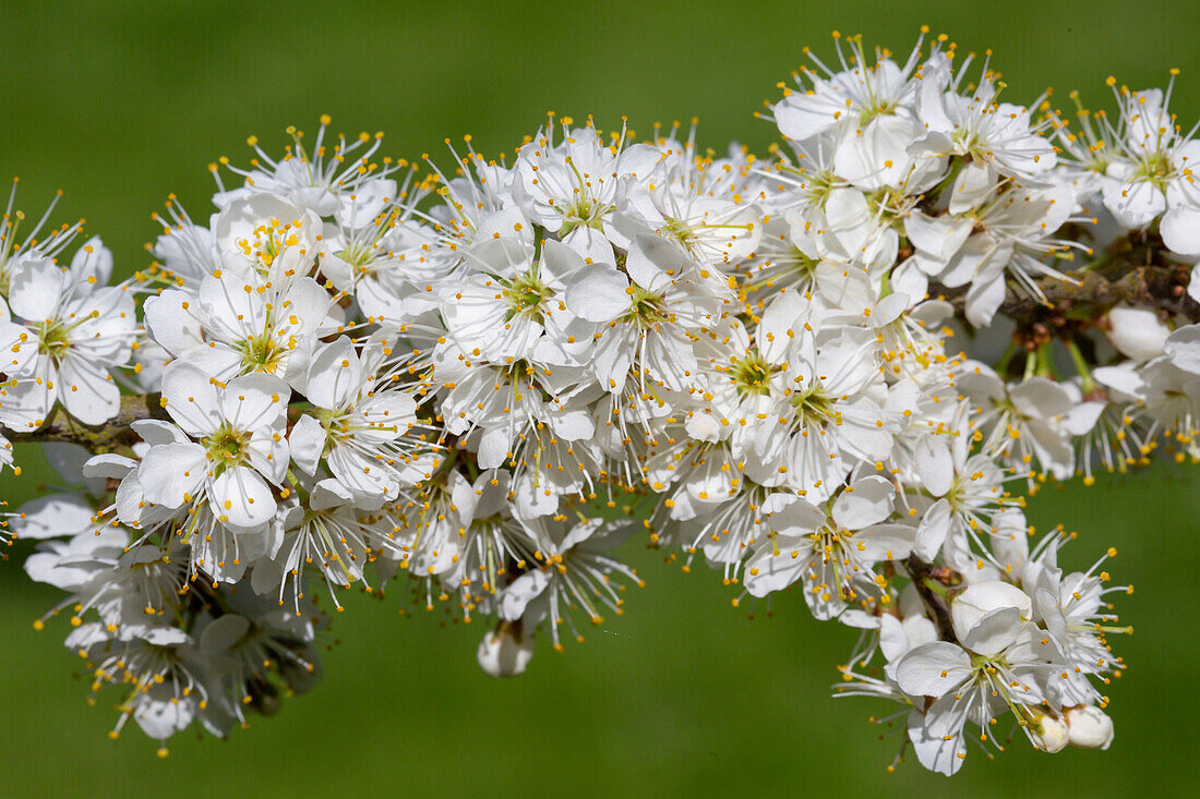 Schlehe, Schwarzdorn, Schlehdorn, Prunus spinosa, blühender Zweig, Schleswig-Holstein, Deutschland