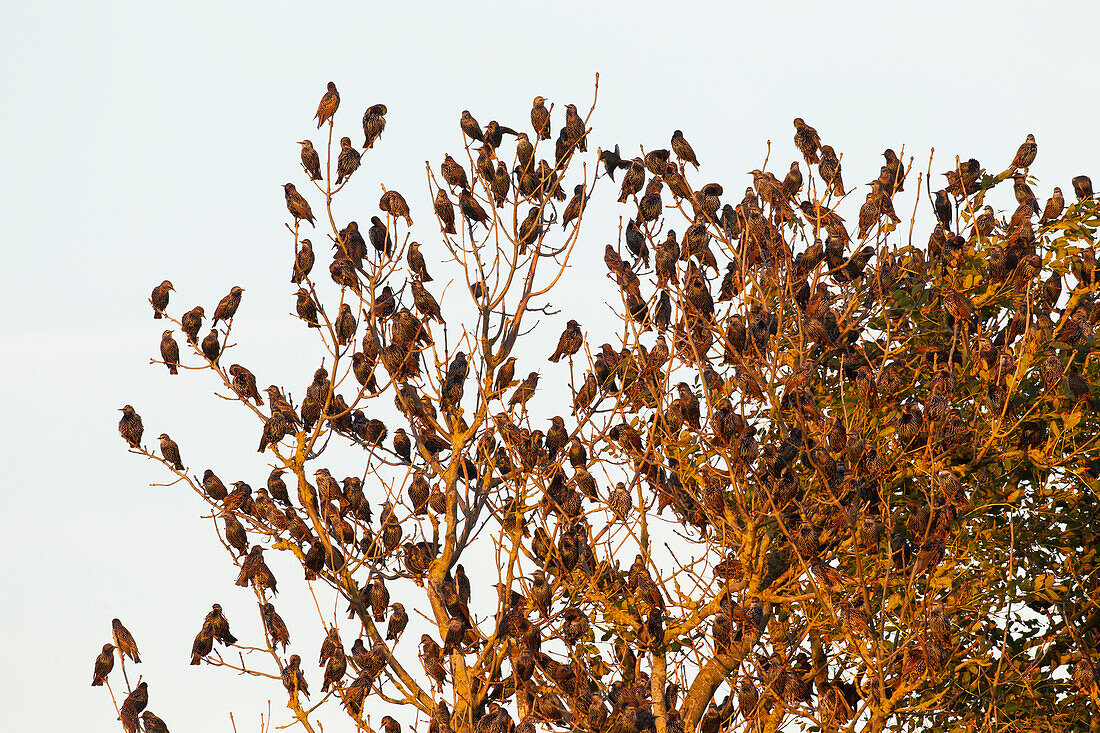  Starlings, Sturnus vulgaris, flock of starlings, Schleswig-Holstein, Germany 