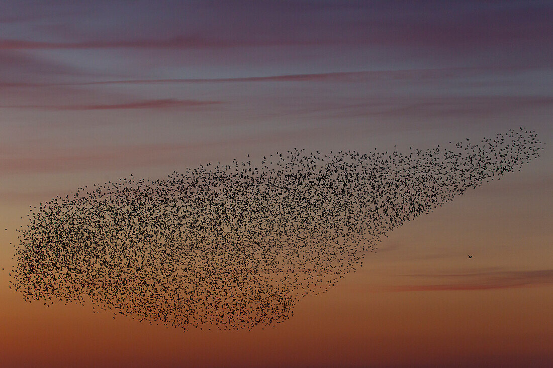 Stare, Sturnus vulgaris, Starenschwarm bei Sonnenuntergang, Schleswig-Holstein, Deutschland