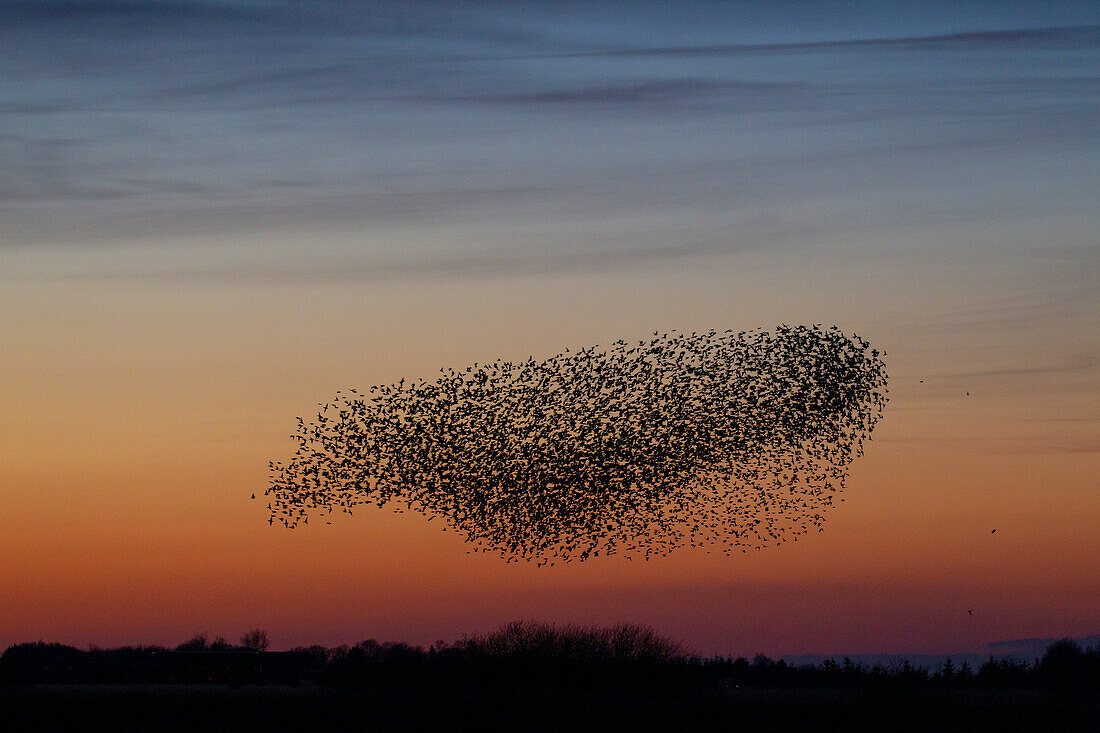  Starlings, Sturnus vulgaris, flock of starlings at sunset, Schleswig-Holstein, Germany 