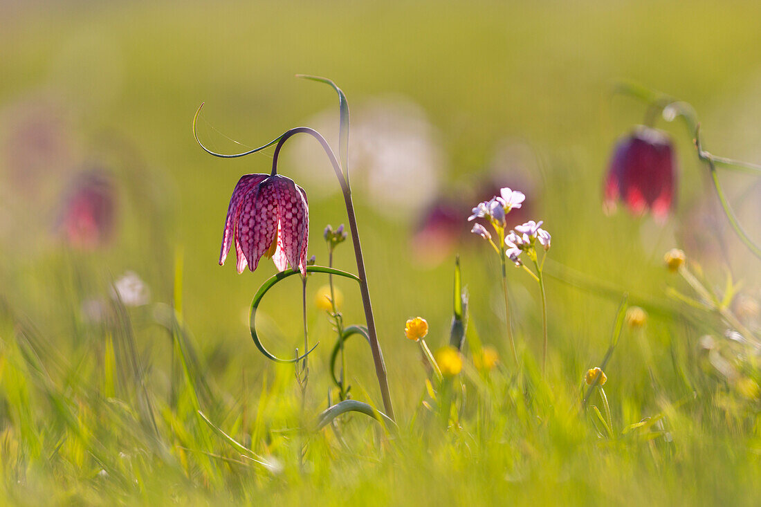 Schachbrettblume, Schachblume, Kiebitzei, Fritillaria meleagris, lila Blüte, Schleswig-Holstein, Deutschland