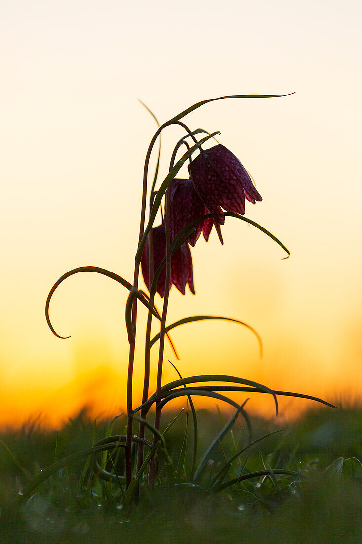  Checkered lily, Fritillaria meleagris, purple flower at sunrise, Schleswig-Holstein, Germany 