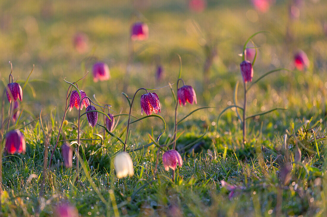  Fritillaria meleagris, checkered lily, white and purple flowers in a meadow, Schleswig-Holstein, Germany 