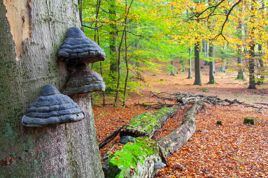 Buchenurwald Serrahn, UNESCO-Weltnaturerbe, Müritz Nationalpark, Mecklenburg-Vorpommern, Deutschland