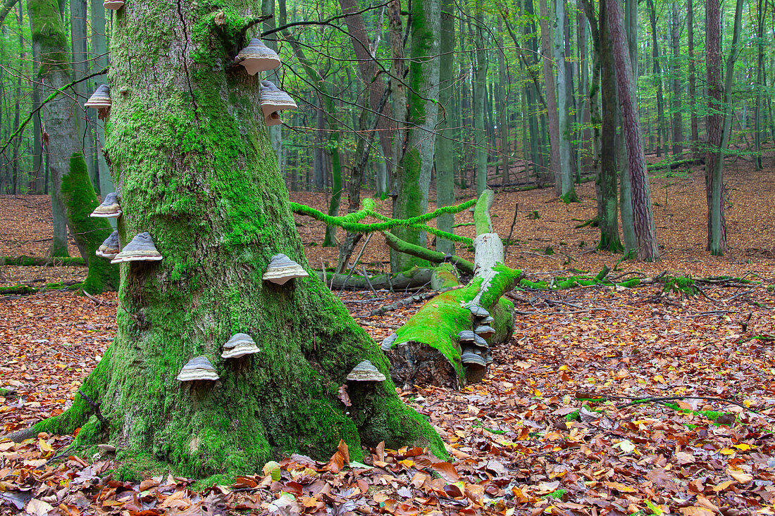  Serrahn beech forest, UNESCO World Heritage Site, Mueritz National Park, Mecklenburg-Vorpommern, Germany 