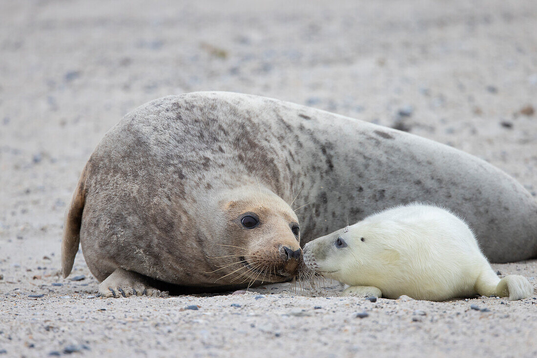  Grey seal, Halichoerus grypus, adult female with her pup, Schleswig-Holstein, Germany 