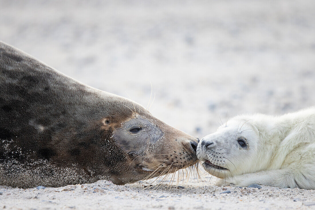  Grey seal, Halichoerus grypus, adult female with her pup, Schleswig-Holstein, Germany 