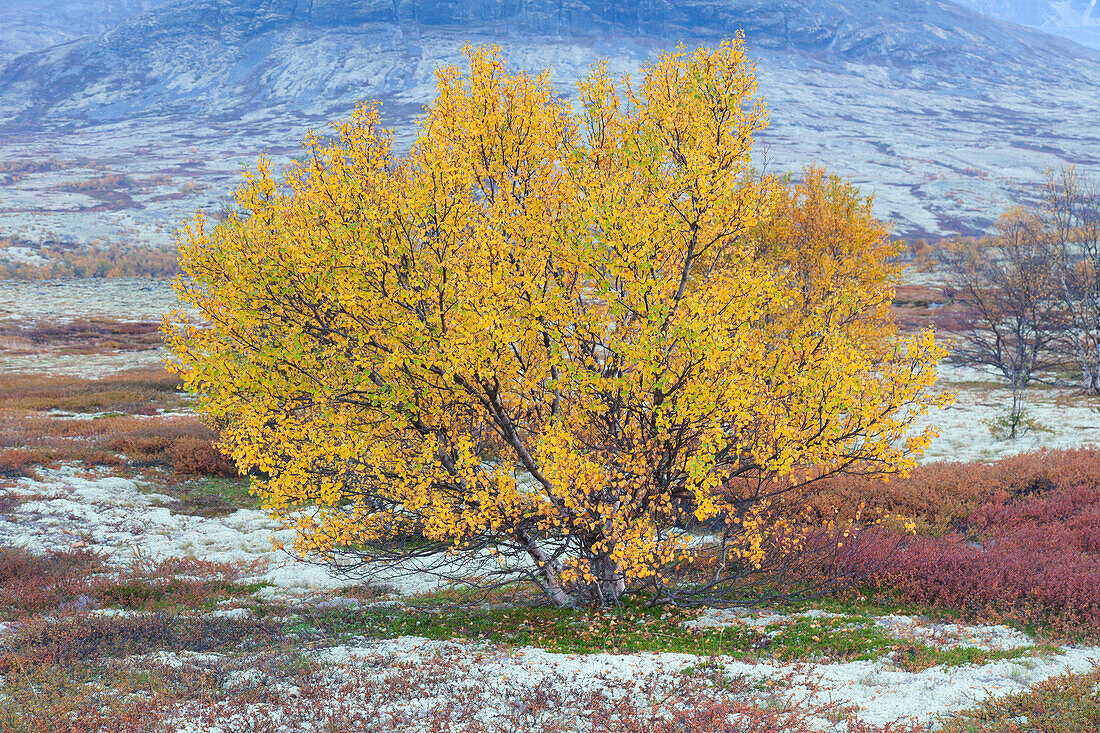  Sand birch, silver birch, white birch, Betula pendula, Betula alba, Betula verrucosa, birch in the fell, autumn, Rondane National Park, Dovre, Oppland, Norway 