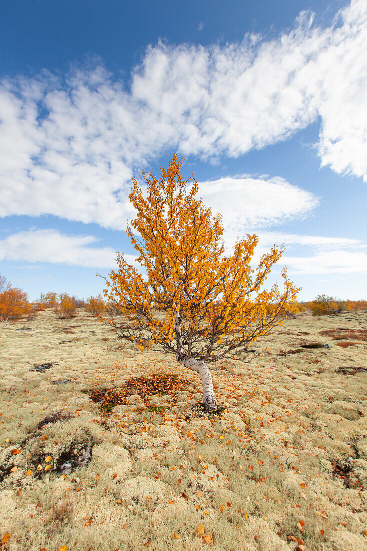 Sandbirke, Hängebirke, Weissbirke, Betula pendula, Betula alba, Betula verrucosa, Birke im Fjäll, Herbst, Rondane Nationalpark, Dovre, Oppland, Norwegen