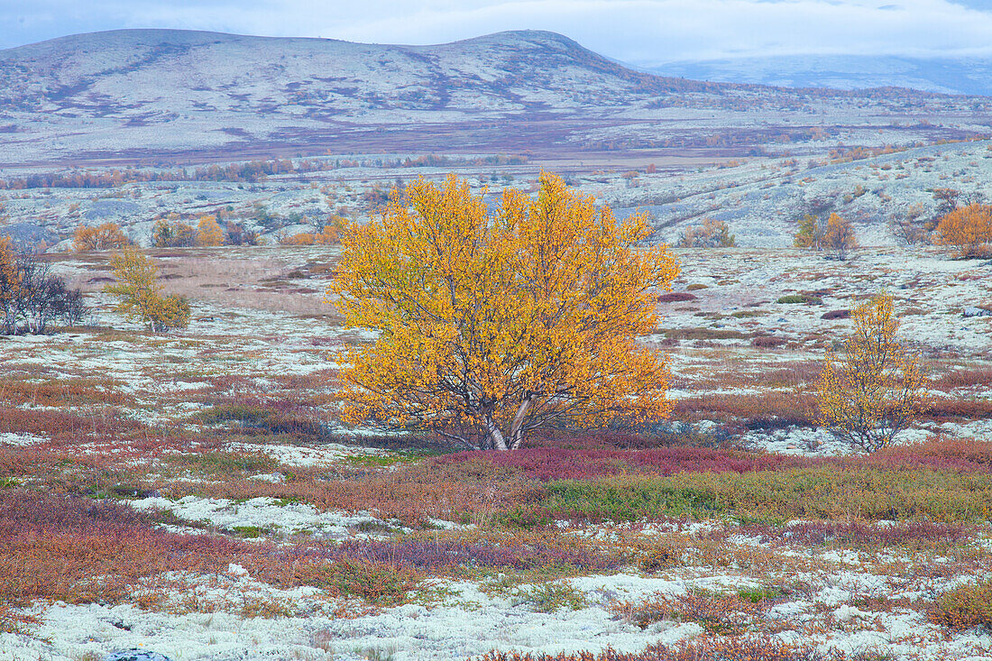  Sand birch, silver birch, white birch, Betula pendula, Betula alba, Betula verrucosa, birch in the fell, autumn, Rondane National Park, Dovre, Oppland, Norway 