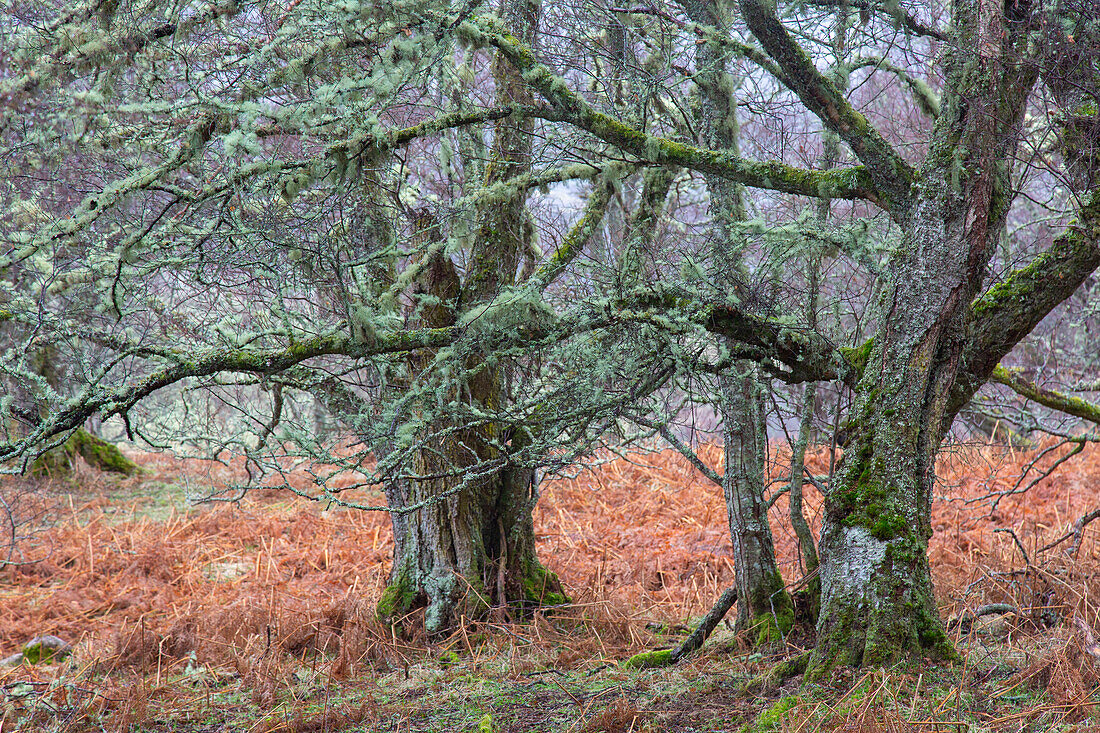 Sandbirke, Hängebirke, Weissbirke, Betula pendula, Betula alba, Betula verrucosa, urig gewachsene Birke, Cairgorms, Schottland