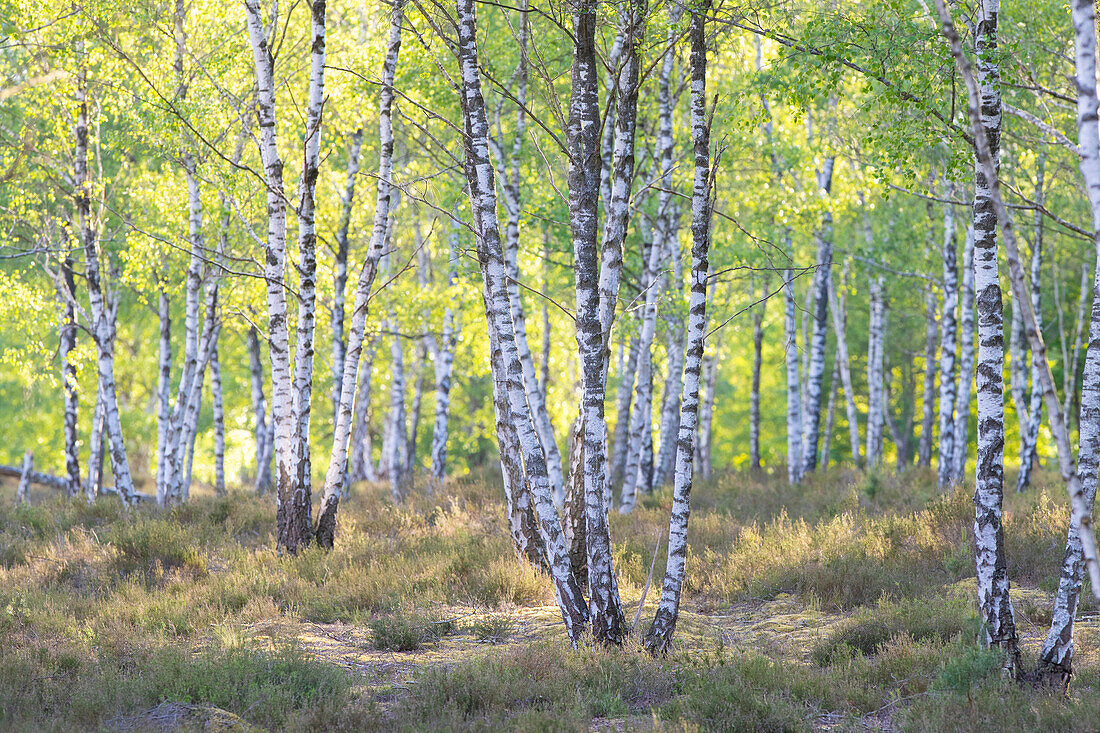  Silver birch, Betula pendula, Betula alba, Betula verrucosa, birch forest, tree trunks, Saxony, Germany 