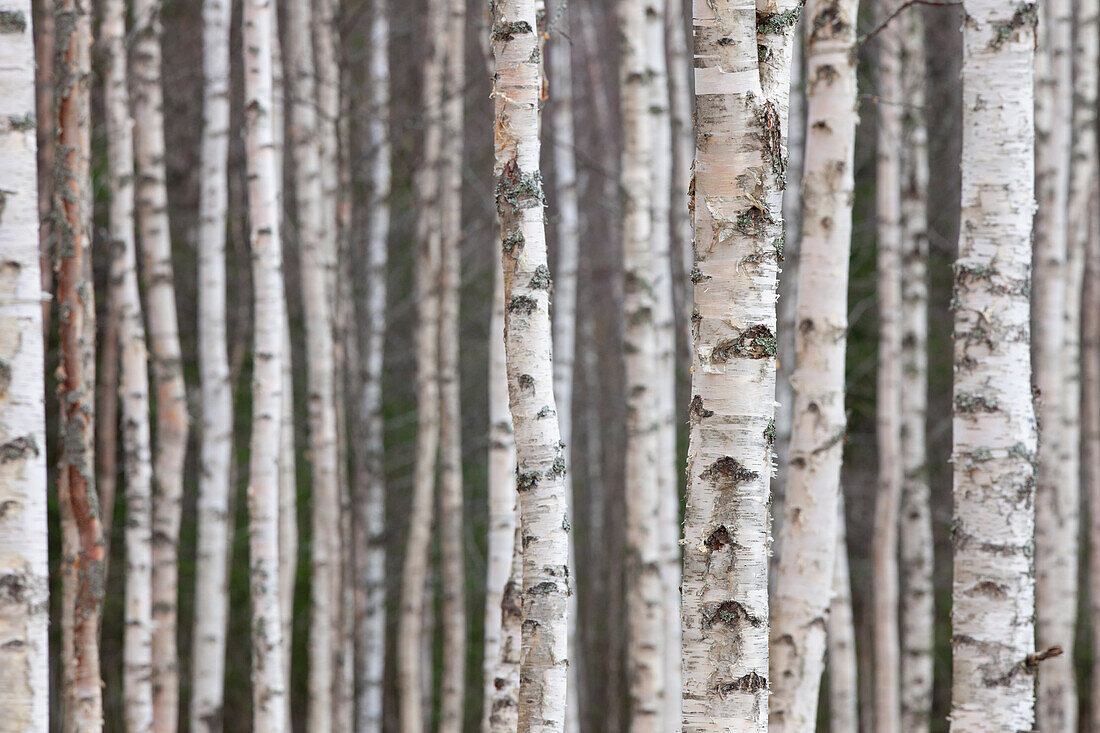  Silver birch, Betula pendula, Betula alba, Betula verrucosa, birch forest, tree trunks, Dalarna, Sweden 