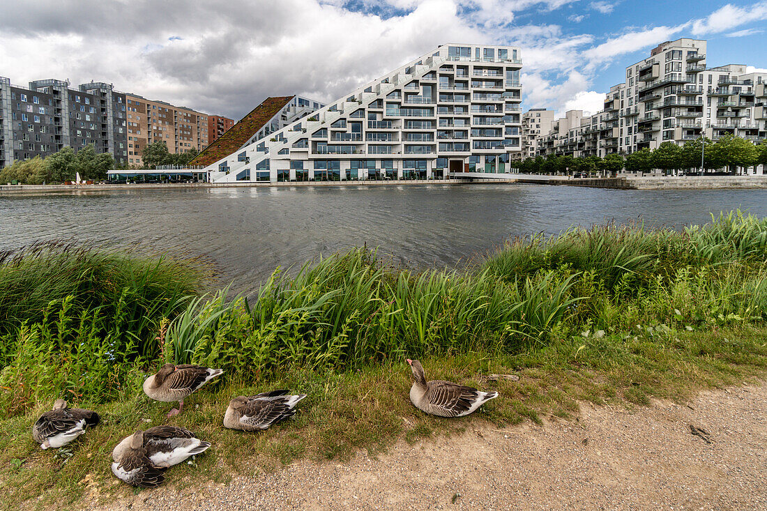 Enten am Seeufer vor modernem 8-House, BIG House, Orestad, Amager Vest, Kopenhagen, Dänemark