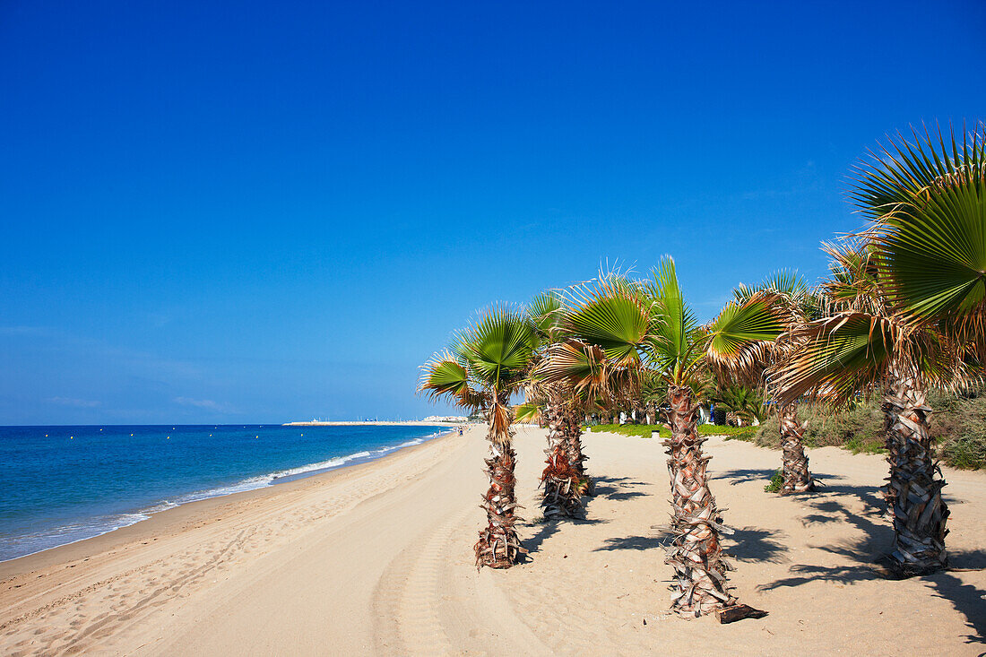  Am Strand von El Francas wachsen Palmen. El Vendrell, Katalonien, Spanien. 