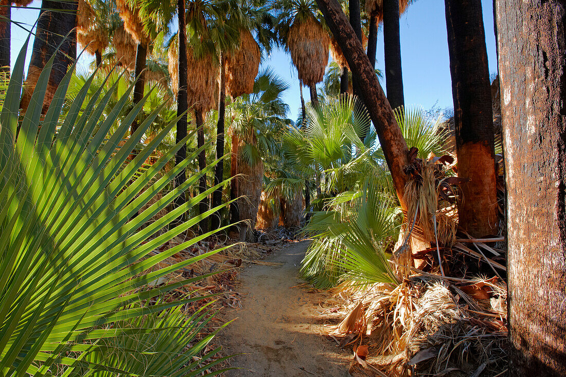 Palm trees grow in the Palm Canyon near Palm Springs, California, USA.