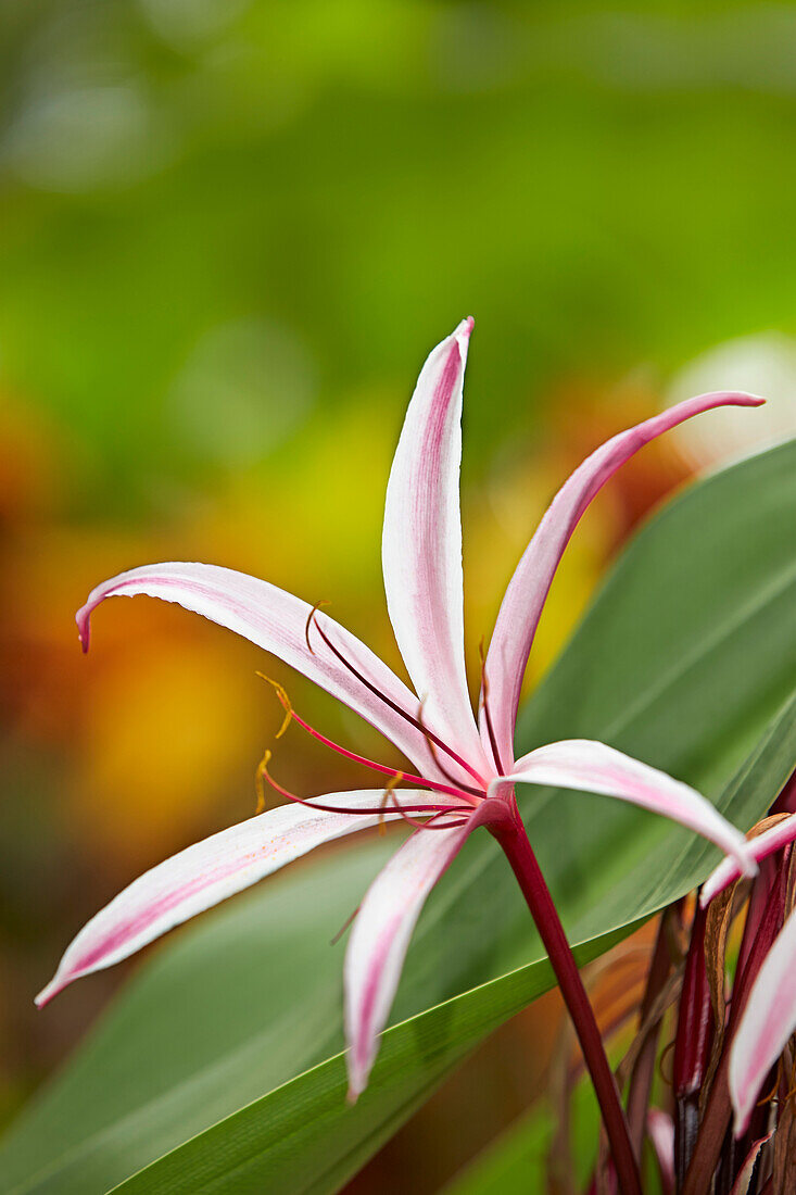  Nahaufnahme einer Riesenspinnlilie oder Sumpflilie (Crinum amabile). Mui Ne, Provinz Binh Thuan, Vietnam. 