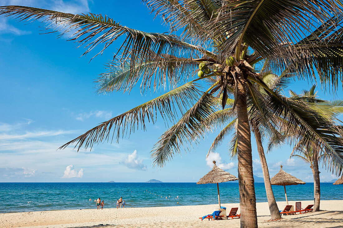 Coconut palms grow on the Cua Dai Beach. Hoi An, Quang Nam Province, Vietnam.