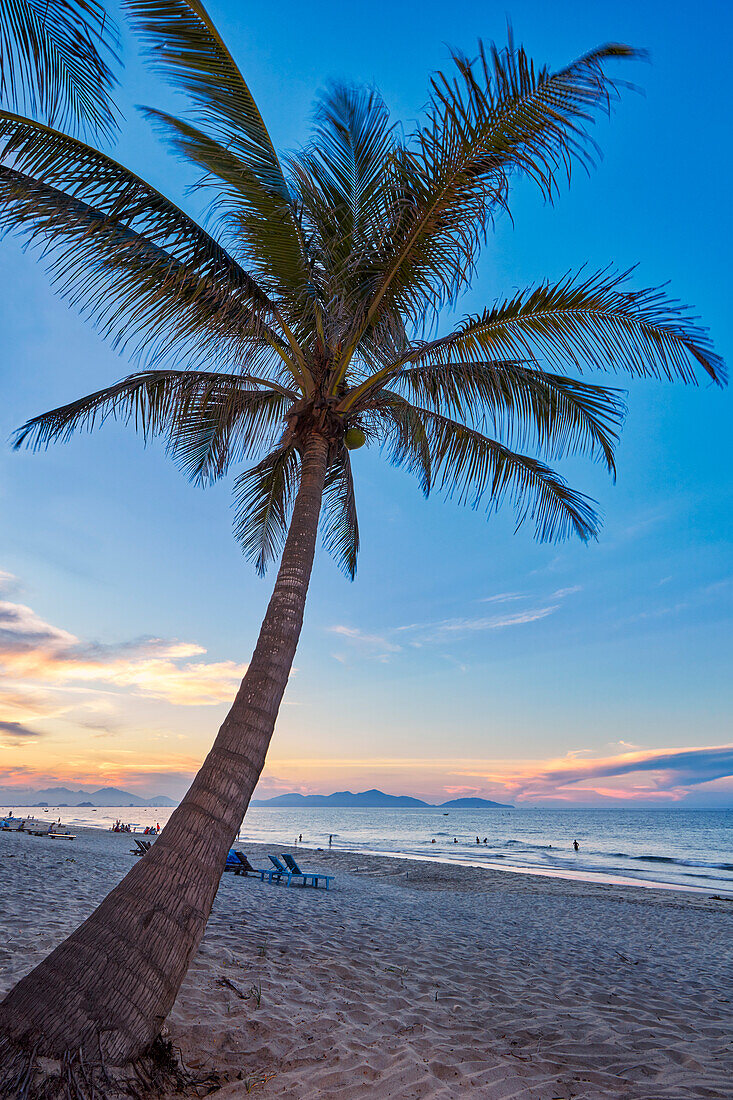  Am Strand von Cua Dai wächst eine Palme. Hoi An, Provinz Quang Nam, Vietnam. 