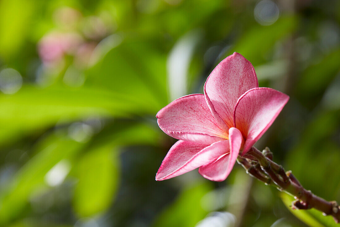 Close up view of a pink frangipani (plumeria) flower. Hoi An, Quang Nam Province, Vietnam.