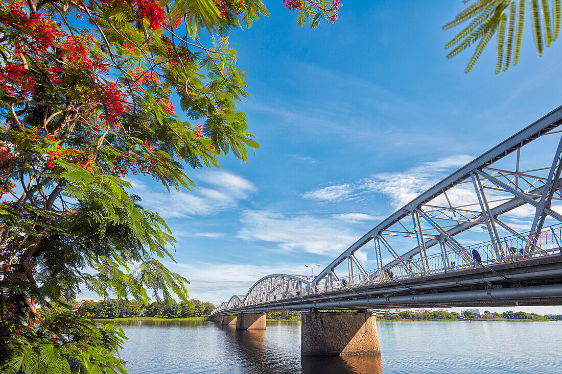 Blossoming Royal Poinciana, aka Flame Tree (Delonix regia) at the Truong Tien Bridge, designed by Gustave Eiffel. Hue, Vietnam.