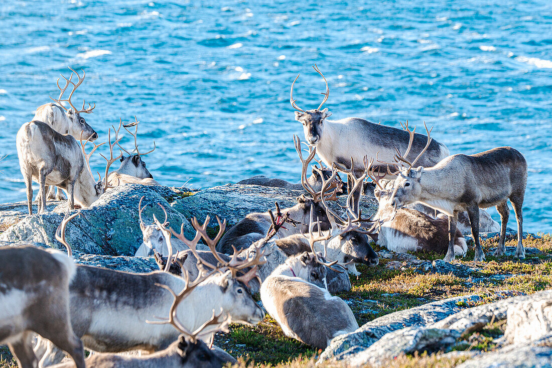 Norwegen, Altafjord, Steinvika, Rentiere an der Küste, Geweihe häuten sich