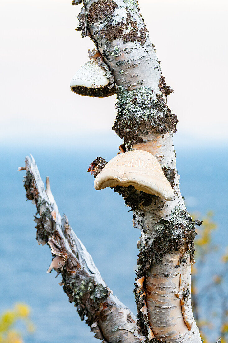  Sweden, Norrbotten County, Abisko, Abisko National Park 