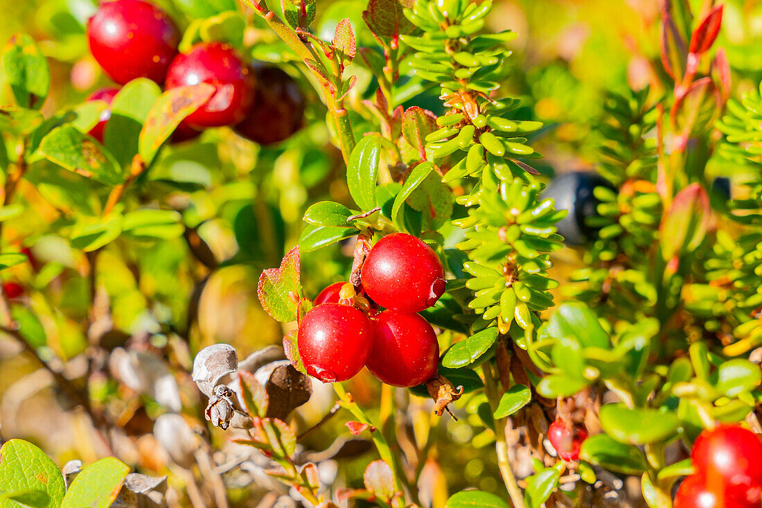 Schweden, Norrbottens län, Abisko, Nationalpark Abisko, Detail Beerenstrauch, rote Beeren