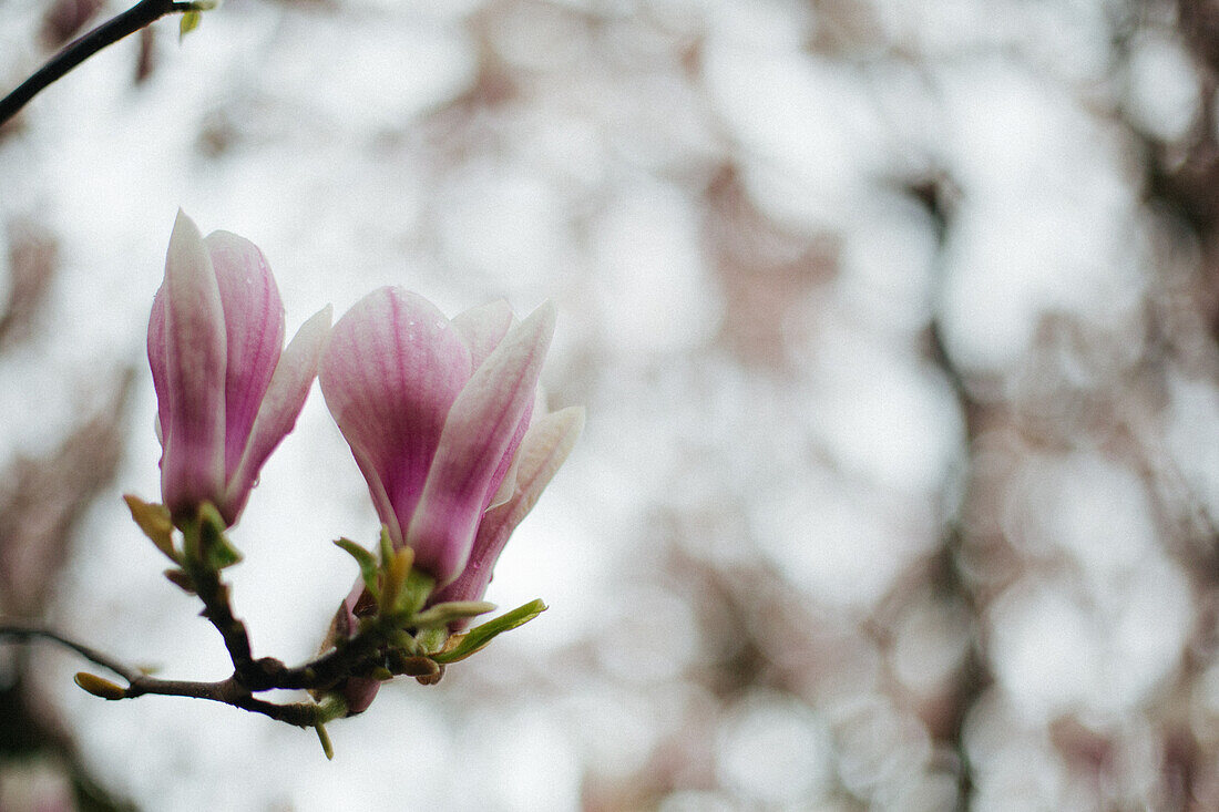 Den Haag, Niederlande, Blüte, Magnolie, Magnolienbaum