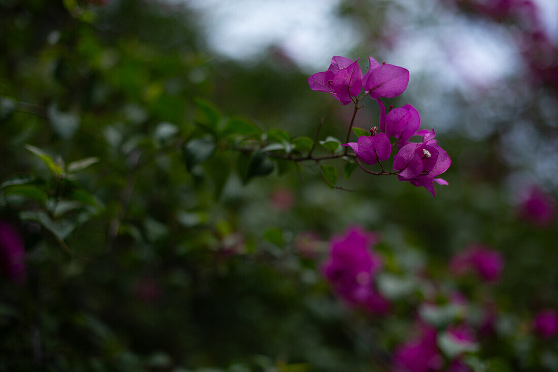  Pune, Indien, Blume, Bougainvillea, Rosa Blume 