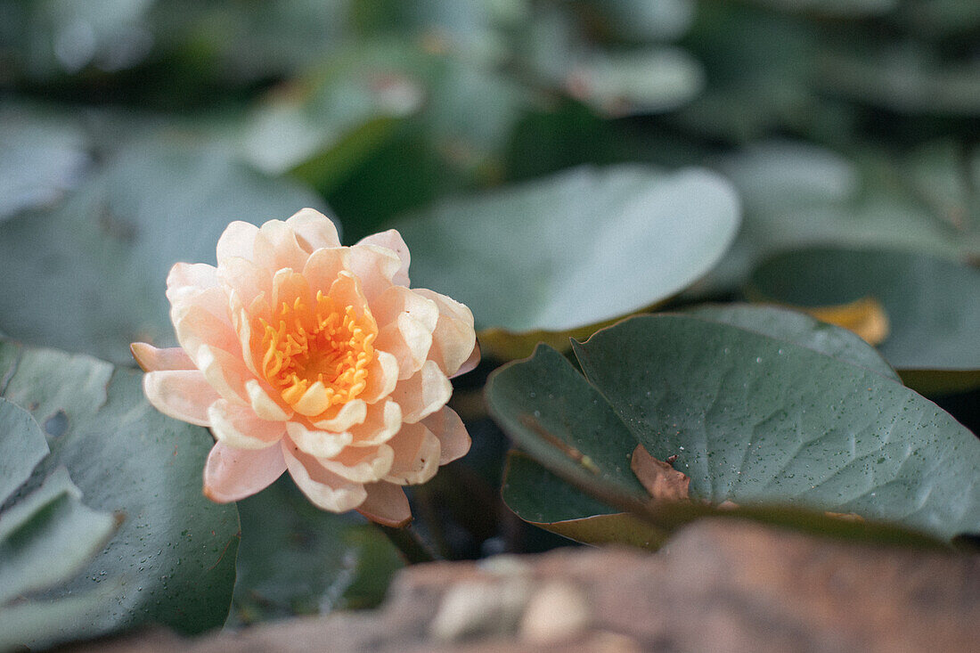 Pune, India, Lotus flowers, Peach,, Peach flowers, Lotus in the pond