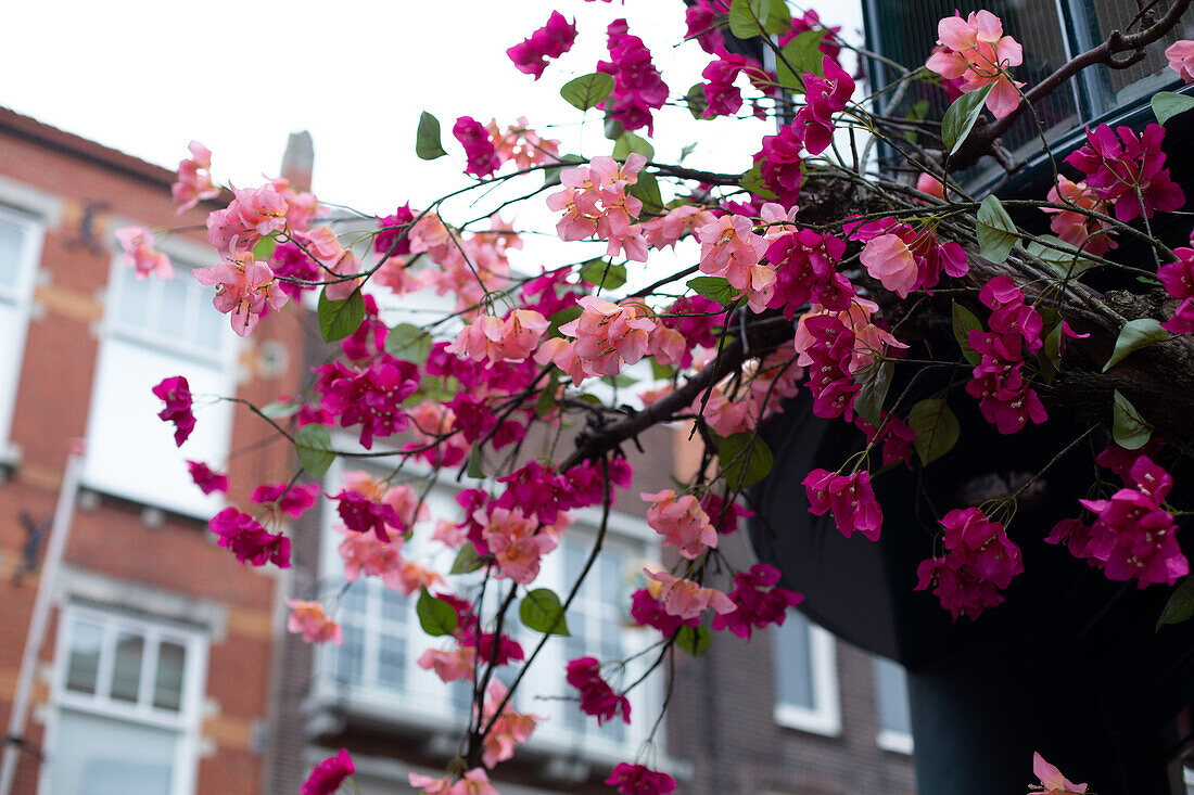 The Hague, Bougenvilla. Tropical flowers, Summer, Facades